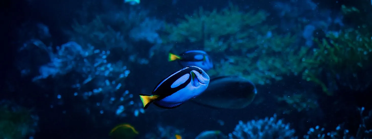 Acuario Inbursa